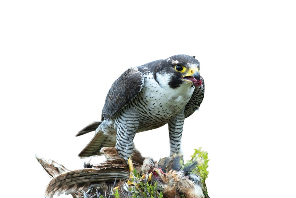 V národním parku dnes hnízdí až 30 párů sokolů stěhovavých (Falco peregrinus)