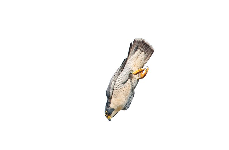 Sokol vyhlíží kořist z velké výšky, po jejím spatření skládá křídla a přechází do střemhlavého letu