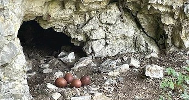 Sokoli v Moravském krasu čekají potomky: Ochranáři uzavřeli jeskyni Jáchymka