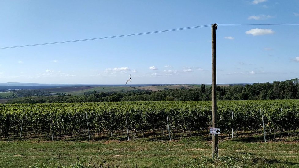 Dvanáctiletý sokolí sameček Lojza zakroužil nad viničnou tratí.