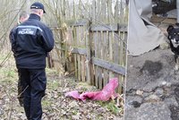 Drsné týrání psů na Sokolovsku: Majitel odjel a nechal je uvázané u domu