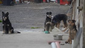 Psi jsou přivázáni na špagátě, hladoví prý zatím nejsou