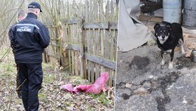 Týrání psů na Sokolovsku – jeden mrtvý za plotem, ostatní přivázaní o hladu na špagátě