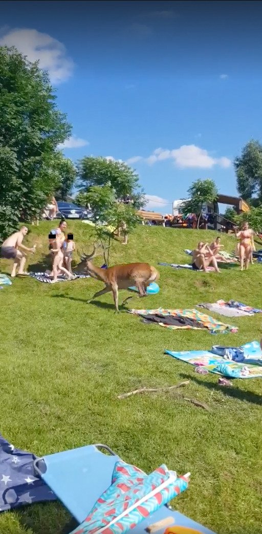 Mezi koupající se výletníky vpadl vyděšený jelen!