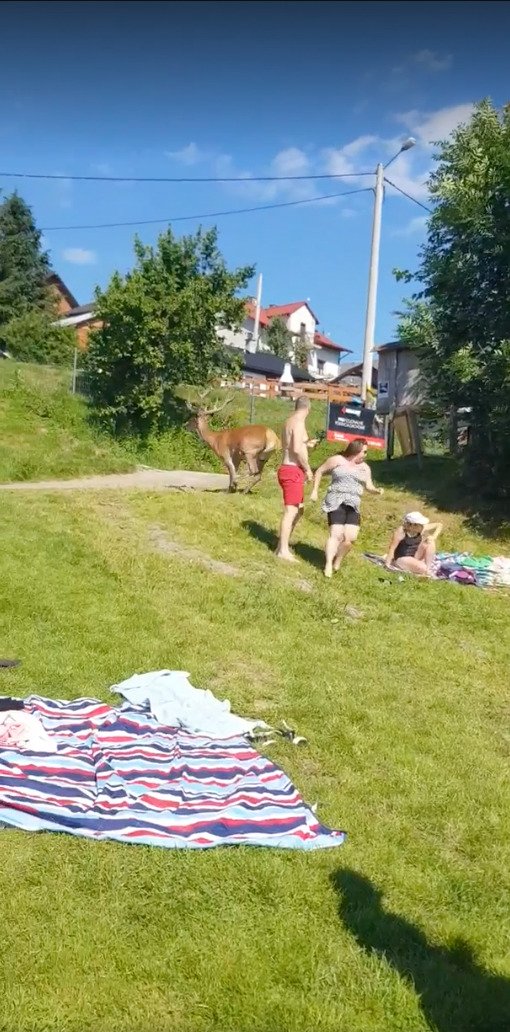 Mezi koupající se výletníky vpadl vyděšený jelen!