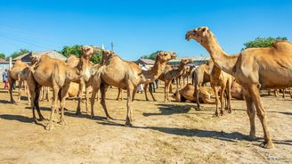 Somaliland aneb Stát, který neexistuje. Reportáže z místa v listopadovém LaZ Somaliland aneb Stát, který neexistuje. Reportáže z místa v listopadovém LaZ