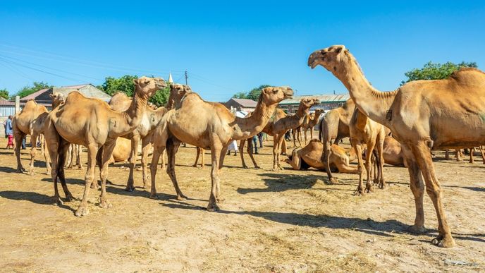Trh s velbloudy v hlavním městě Somalilandu Hargeyse Trh s velbloudy v hlavním městě Somalilandu Hargeyse
