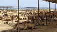 Velbloudi jsou vedle ovcí největší exportní položkou Puntlandu i Somalilandu
