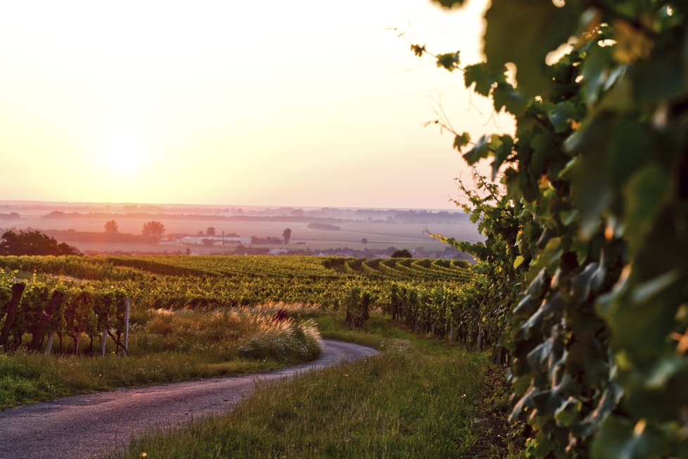 Západ slunce nad vinicemi ve středním Burgenlandu