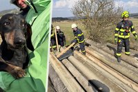 Dramatická záchrana psa v Šonově: Jezevčíka uvěznily tuny betonu!