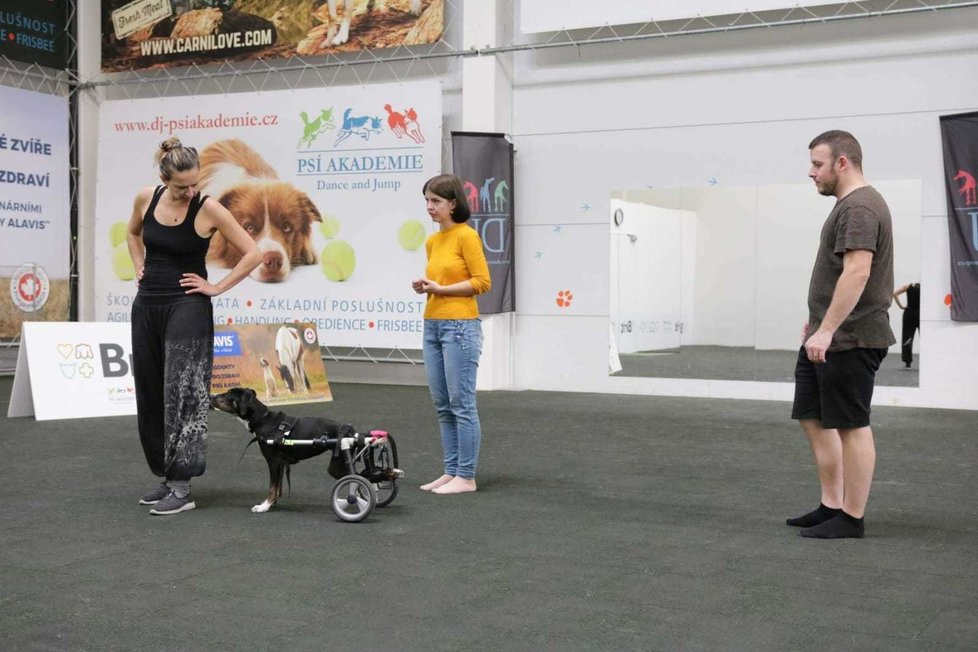 Ochrnutá fenka Sookie našla nový domov. Pomocí vozíku se prohání za dalšími psy