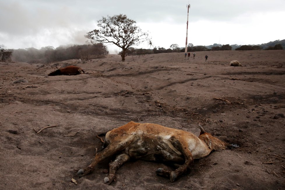 Guatemalská agentura pro zvládání přírodních katastrof CONRED uvedla, že klimatické podmínky a stále rozžhavený vulkanický materiál ohrožují záchranáře.