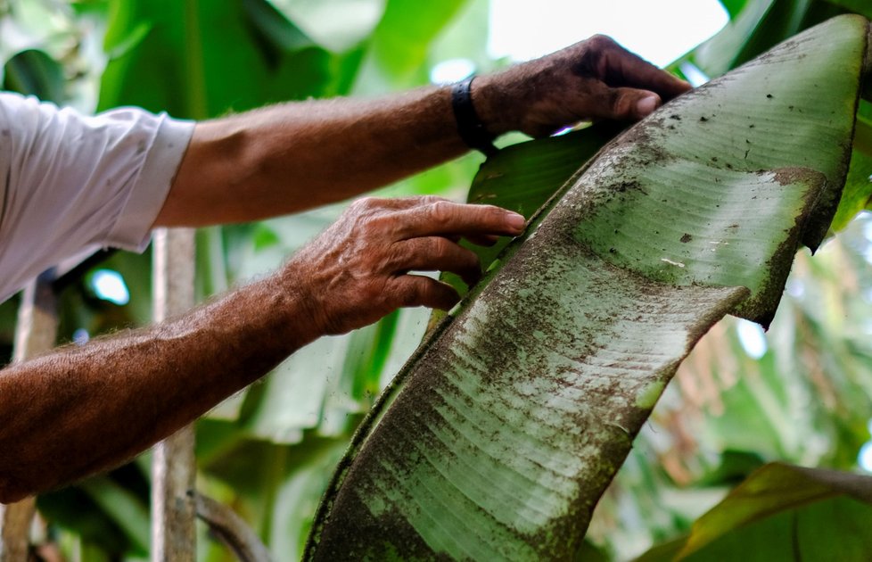 Farmář Antonio Brito Alvarez (65) prochází svou banánovou plantáží, kterou postihl popel z erupce sopky Cumbre Vieja na ostrově La Palma (24. 9. 2021)