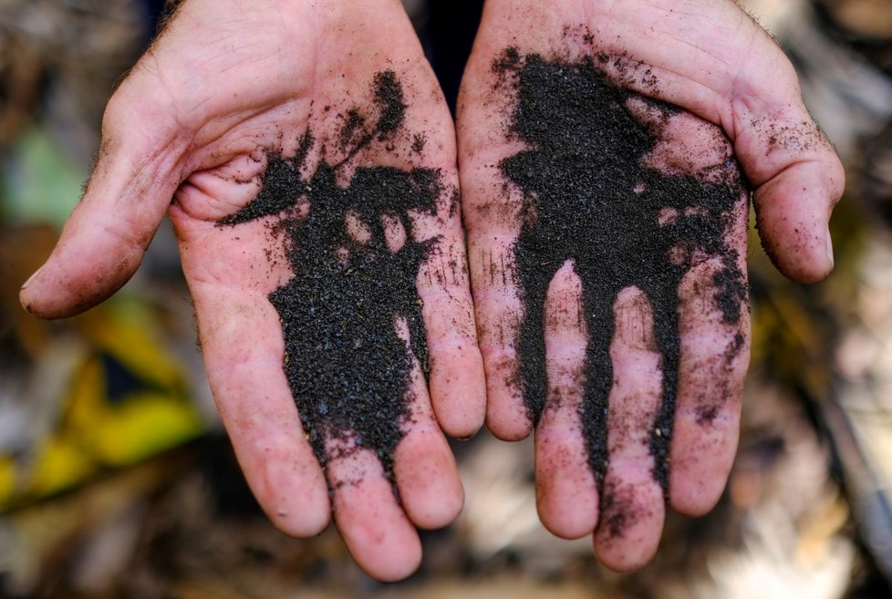 Farmář Antonio Brito Alvarez (65) ukazuje popel z erupce sopky Cumbre Vieja na ostrově La Palma, který zasypal jeho banánovou plantáž (24. 9. 2021)