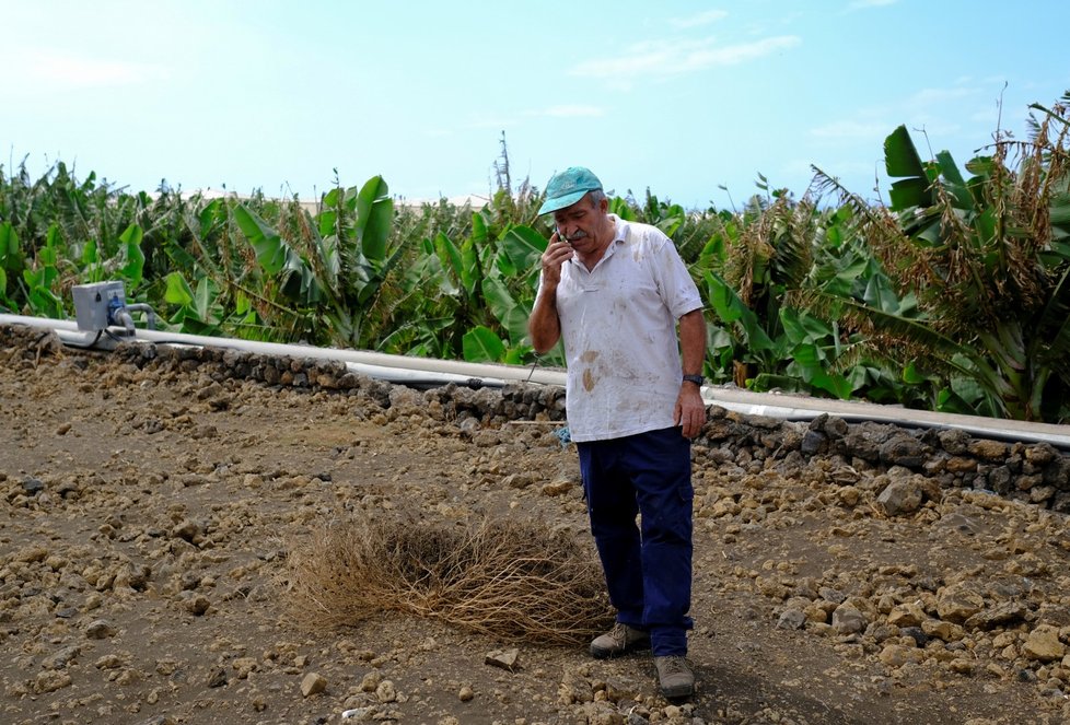 Farmář Antonio Brito Alvarez (65) prochází svou banánovou plantáží, kterou postihl popel z erupce sopky Cumbre Vieja na ostrově La Palma (24. 9. 2021)