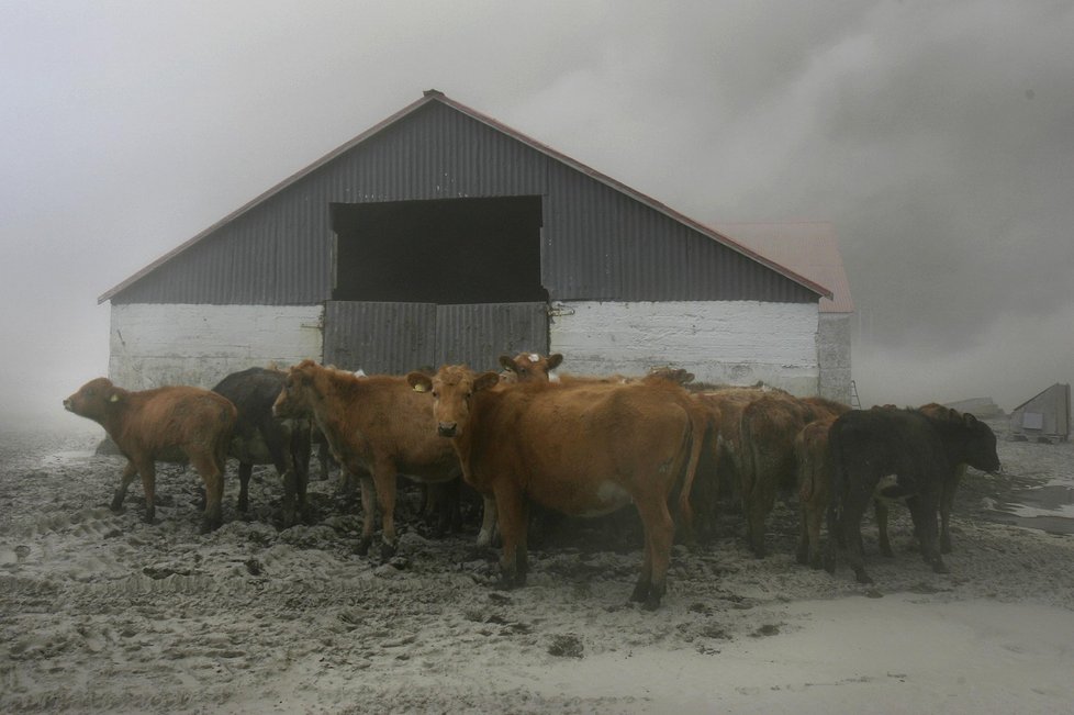 Farmáři poblíž sopky zahánějí dobytek