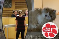 Desítky koček živořily v malém bytě. Bez vody a krmení! Matka se synem u soudu slova o týrání popírají