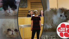 Soud uložil Barboře N. několikaletý podmíněný trest za týrání koček. (1. srpen 2022)