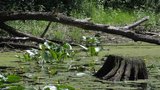 Moravská Amazonie pod ochranou: Soutok na Břeclavsku je nedotčená divočina