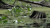 Moravská Amazonie pod ochranou: Soutok na Břeclavsku je nedotčená divočina
