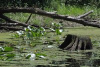 Moravská Amazonie pod ochranou: Soutok na Břeclavsku je nedotčená divočina