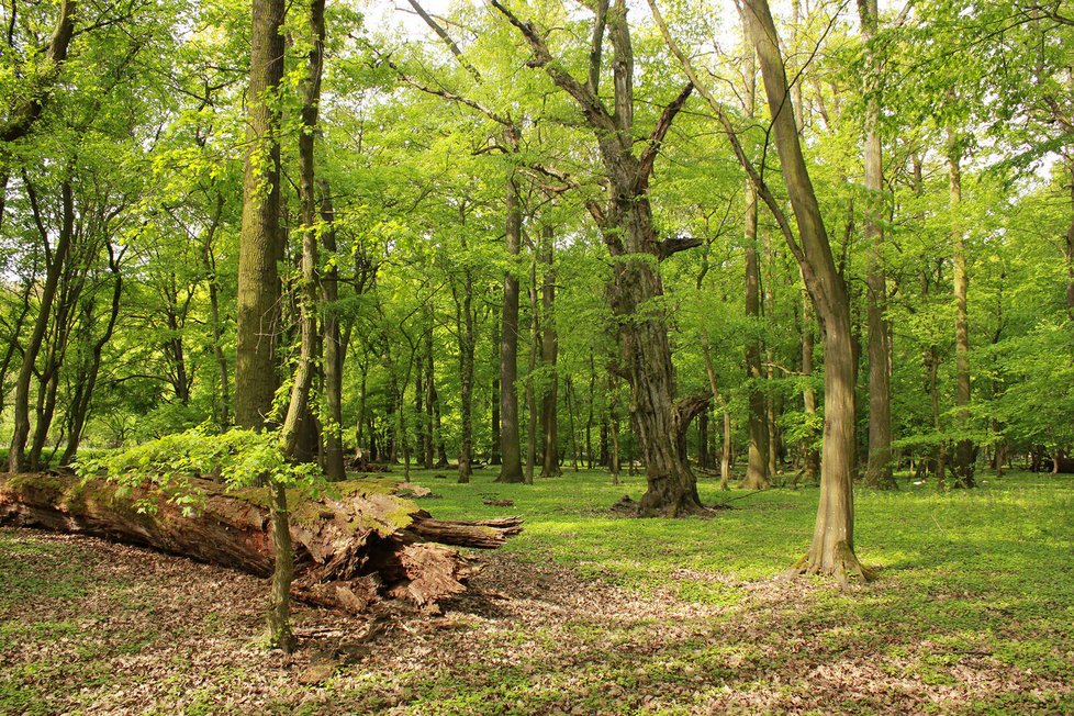 Pohled do lužního lesa na soutoku Moravy a Dyje.