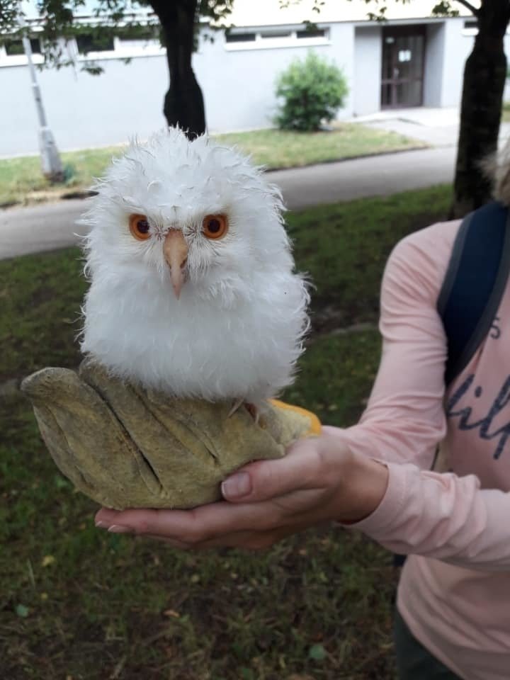 V Hradci Králové našli mládě kalouse ušatého. Jedná se o albína.