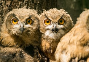 Tři mláďata výra velkého se narodila v ostravské zoo v květnu. Pak se v adaptační kleci učila létat a lovit.