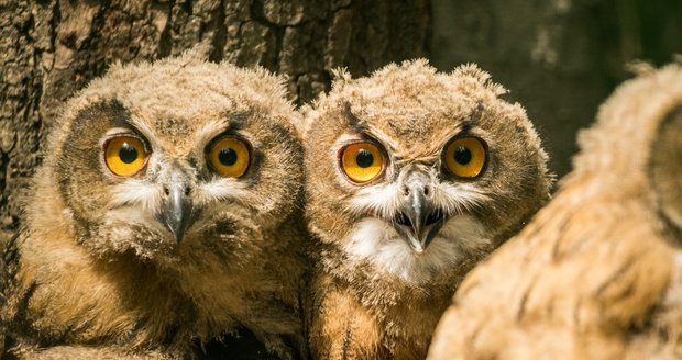 Tři mláďata výra velkého se narodila v ostravské zoo v květnu. Pak se v adaptační kleci učila létat a lovit.