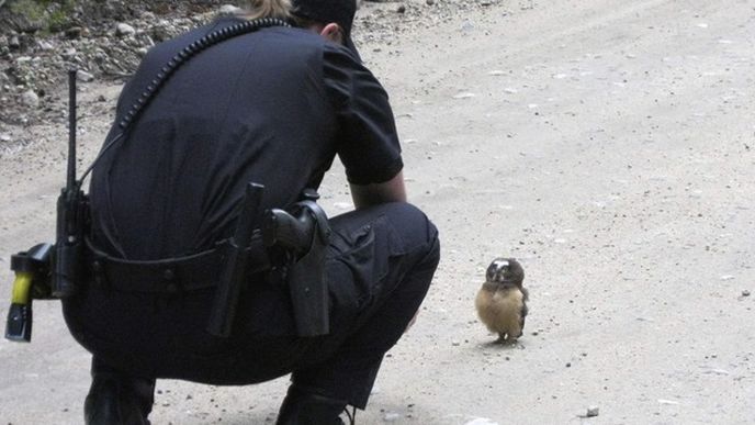 Malá sova zkoumá zástupkyni šerifa. Nenechme se zmást její velikostí. Či spíše malostí. 