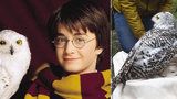 Hasiči vysvobodili Hedviku Harryho Pottera: V Bohumíně visela zamotaná na stromě