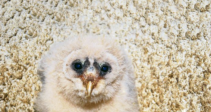 Ochmýřený soví »puberťák«. Za pár dnů opustí svoji matku