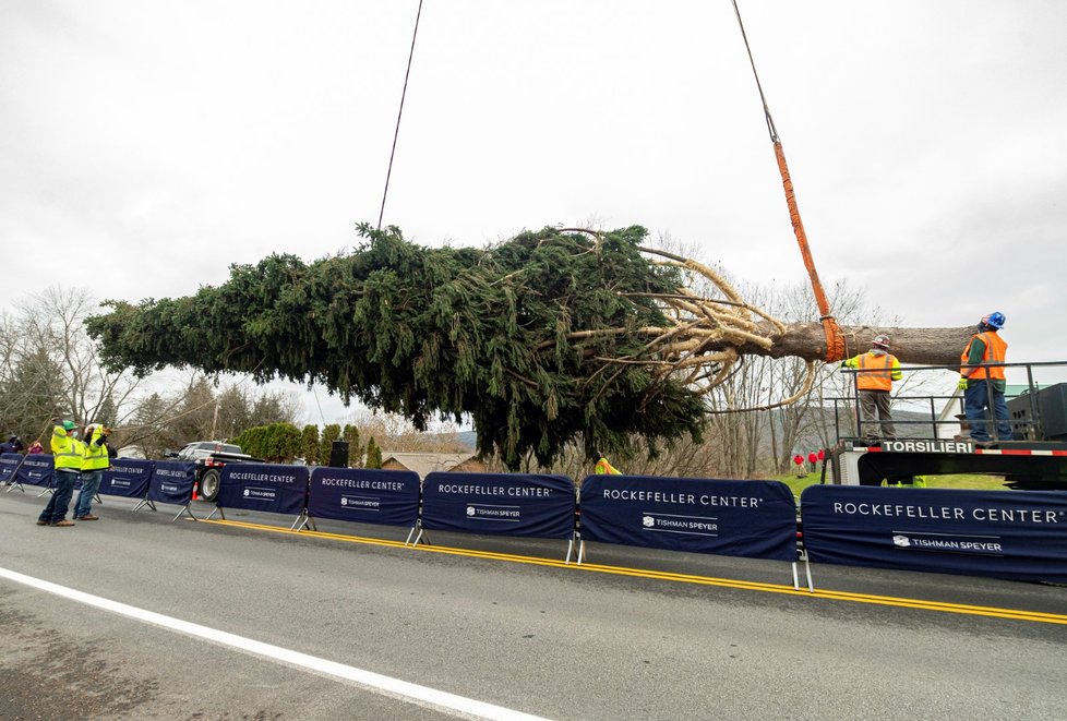 Transport vánočního stromu není nic jednoduchého.