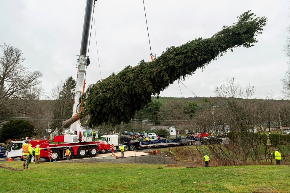 Transport vánočního stromu není nic jednoduchého.