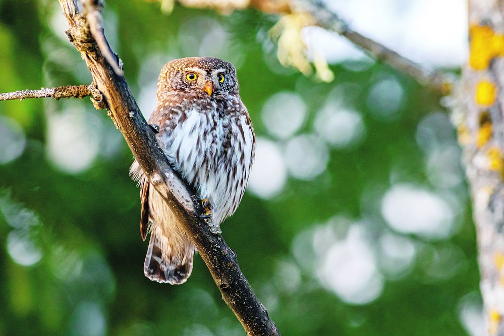 Sova Glaucidium gnoma