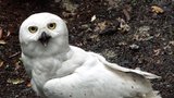 Zloději v zoo: Ukradli vzácné sovice sněžní!