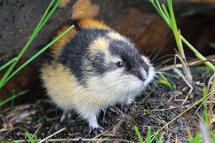 Jeden z pěti druhů lumíků rodu Lemmus, lumík norský (L. lemmus)