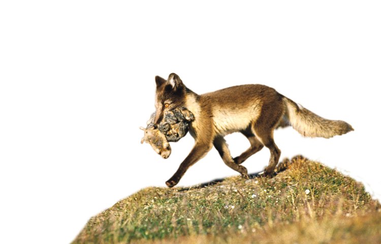 Lumíci jsou hlavní potravou také pro polární lišky (Vulpes lagopus)