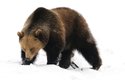 Nejznámějšími zimními spáči jsou nepochybně medvědi