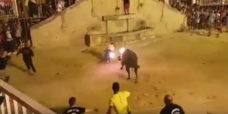 Zoufalý býk na festivalu ve Španělsku napadl turistu.