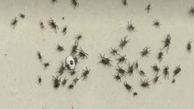 Přesně jaký druh jedovatého pavouka mladíka pokousal, se neví.