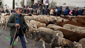 Ulice Madridu obsadily ovce a kozy (20. 10. 2019)