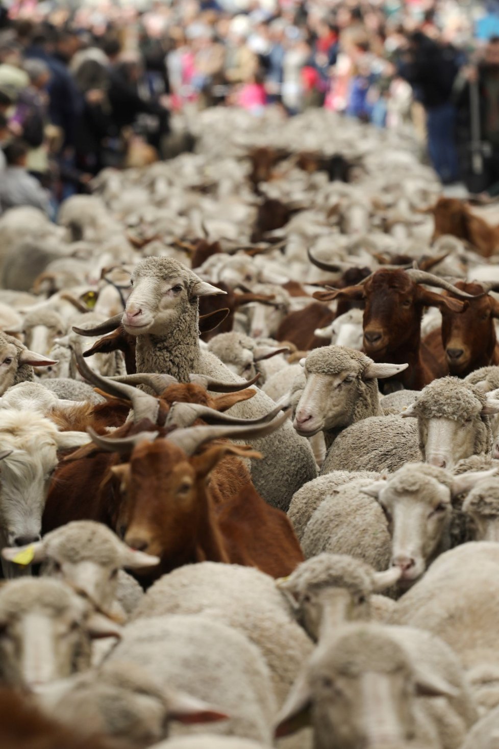 Ulice Madridu obsadily ovce a kozy (20. 10. 2019)