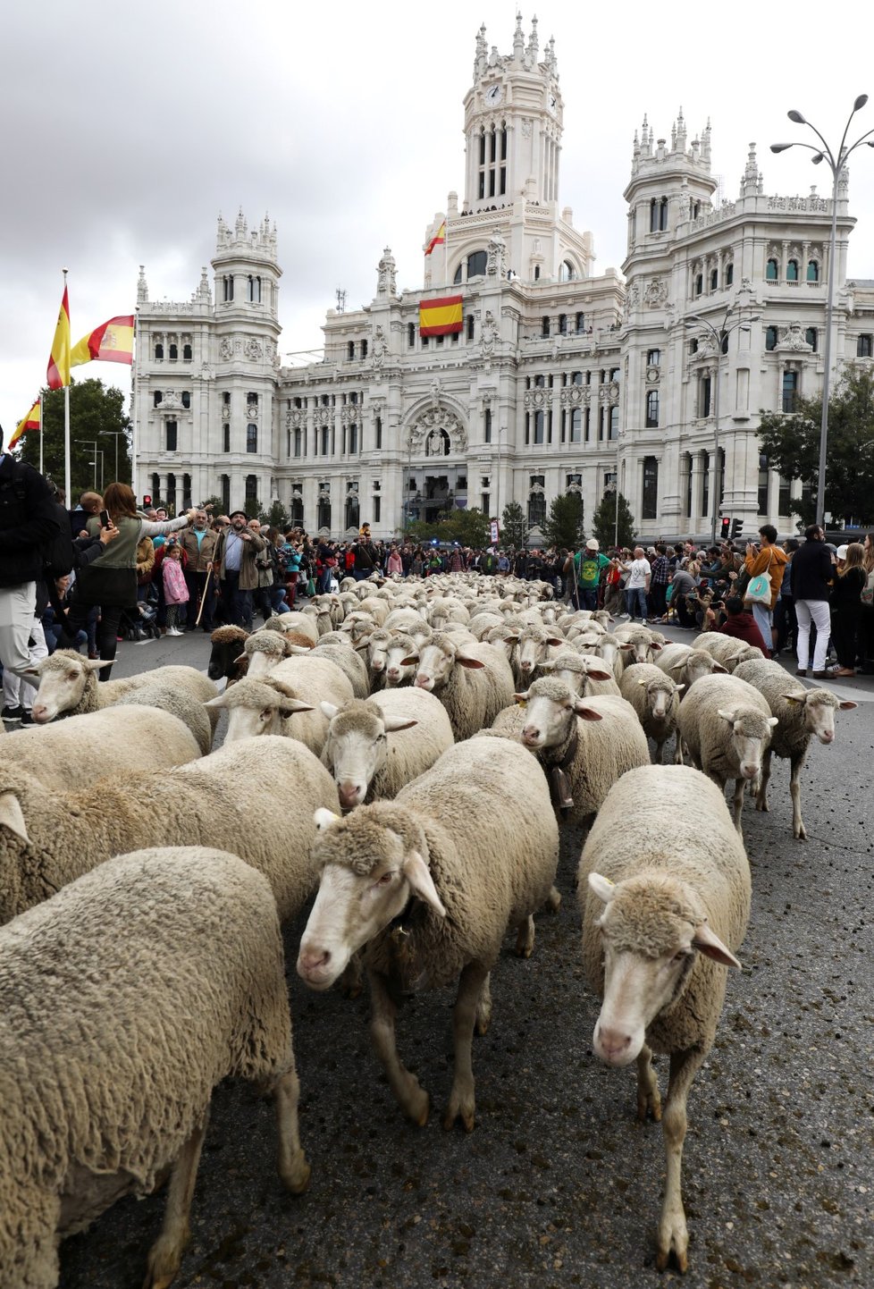 Ulice Madridu obsadily ovce a kozy (20. 10. 2019)