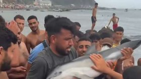 Migranti v Ceutě zabili mládě delfína.
