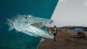 Na španělské pláži pokousala neznámá ryba dva malé chlapce. Spekuluje se o barakudě