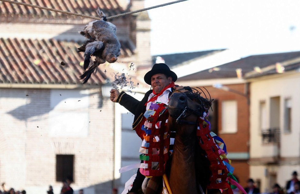 Svatojakubský festival ve Španělsku zahrnuje i trhání hlav mrtvým husám holýma rukama.