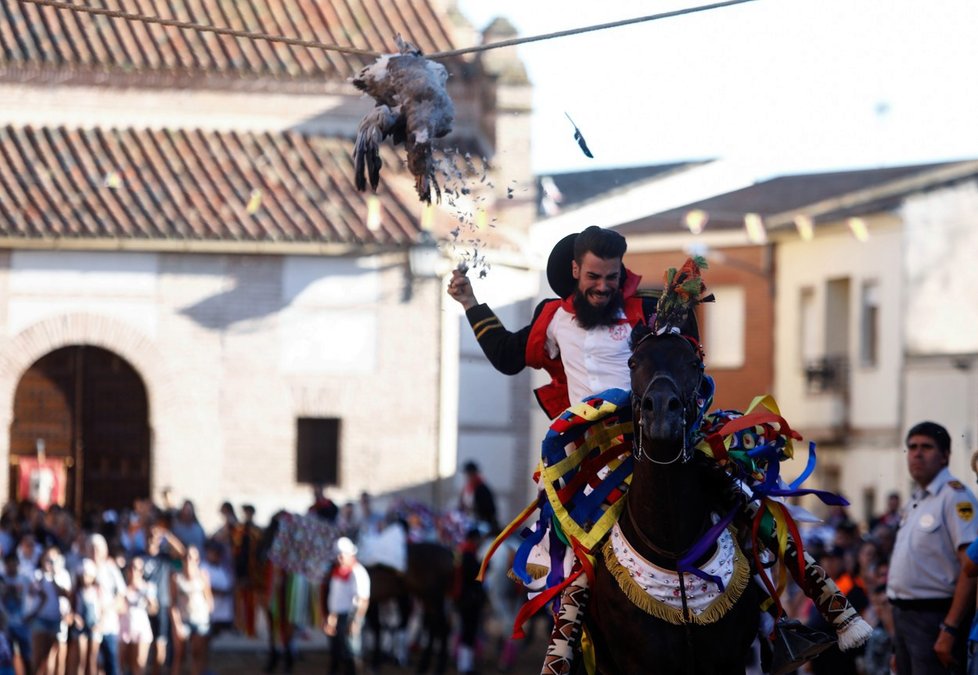 Svatojakubský festival ve Španělsku zahrnuje i trhání hlav mrtvým husám holýma rukama.