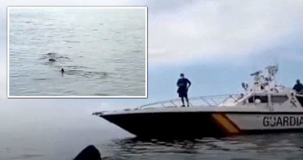 Osmimetrový žralok připlul k španělským plážím. „Nechoďte do vody!“ varovala hlídka