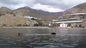U španělského pobřeží se pohybuje osmimetrový „monstr“ žralok.